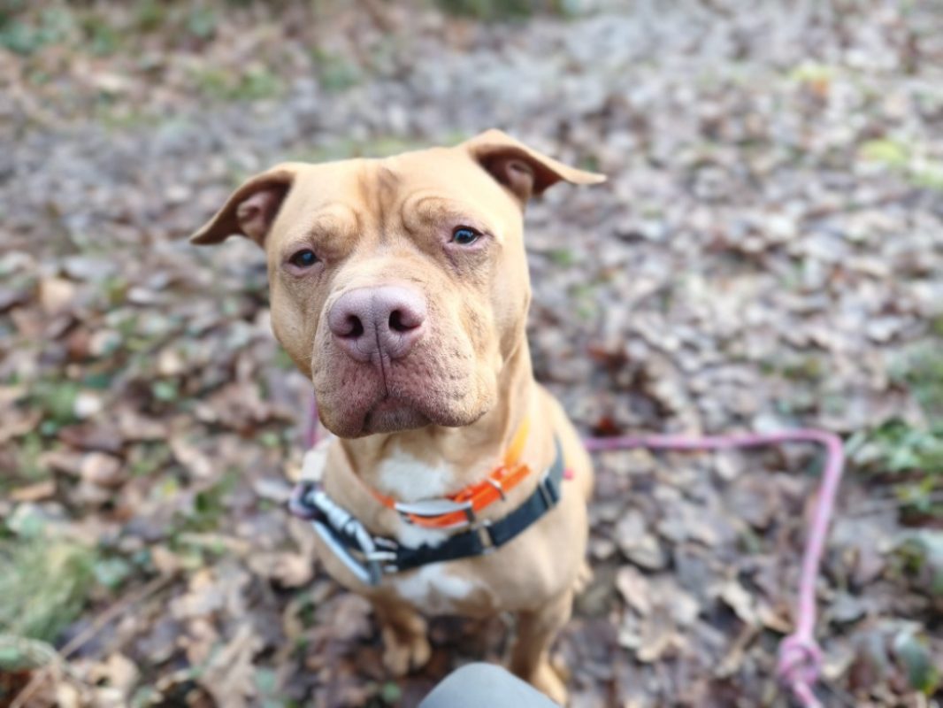 Leto - Chien à adopter - photo 4