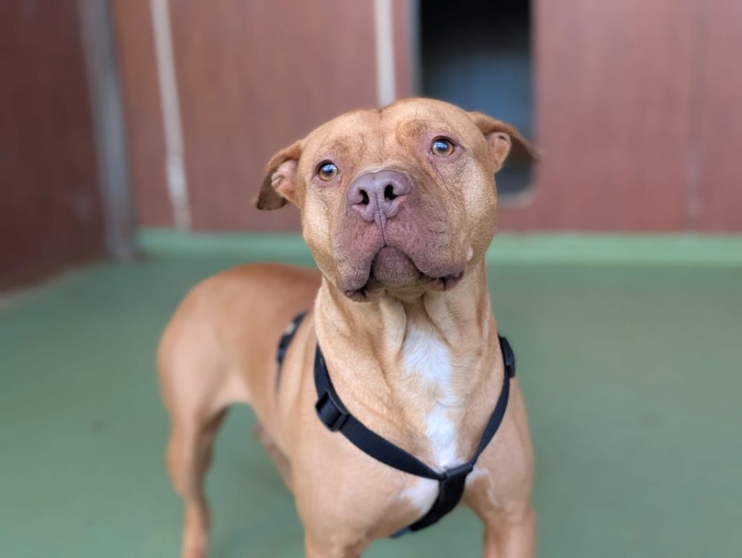 Leto - Chien à adopter - photo 5
