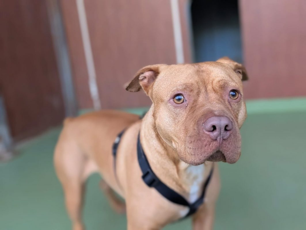 Leto - Chien à adopter - photo 11