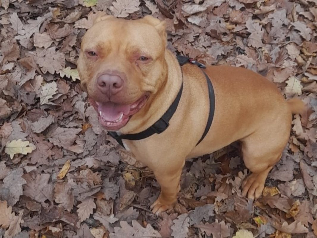 Leto - Chien à adopter - photo 12