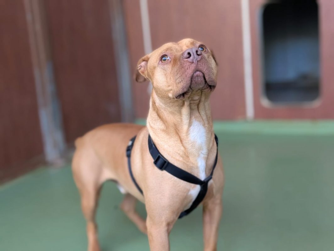 Leto - Chien à adopter - photo 13