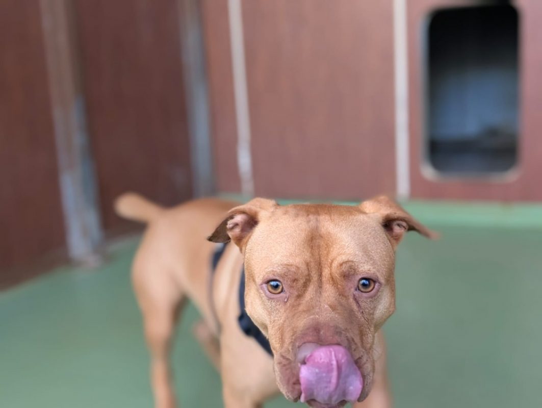 Leto - Chien à adopter - photo 15