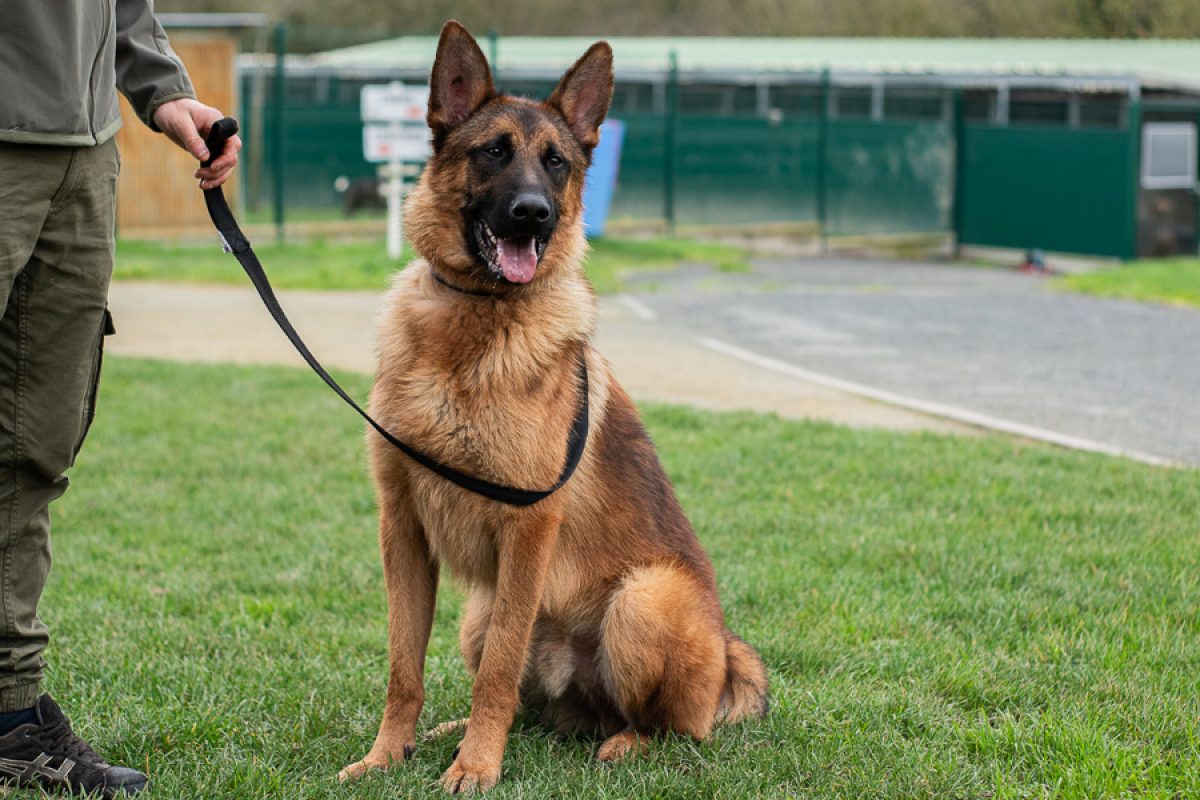 Toa - Chien Berger Allemand à adopter