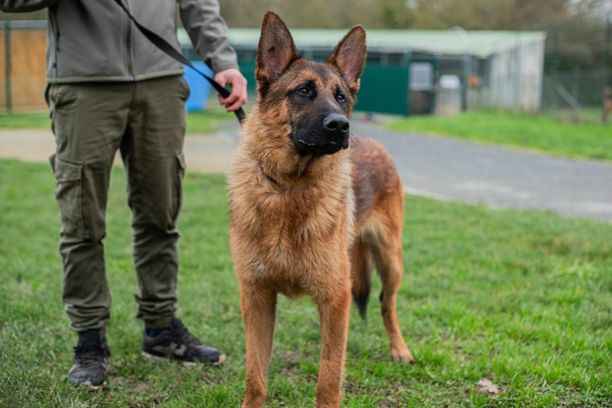 Toa - Chien Berger Allemand à adopter - photo 3