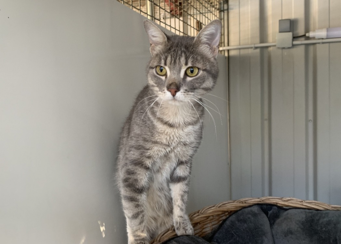 Photo #1 de Chamallow