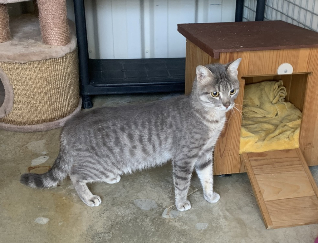 Photo #2 de Chamallow