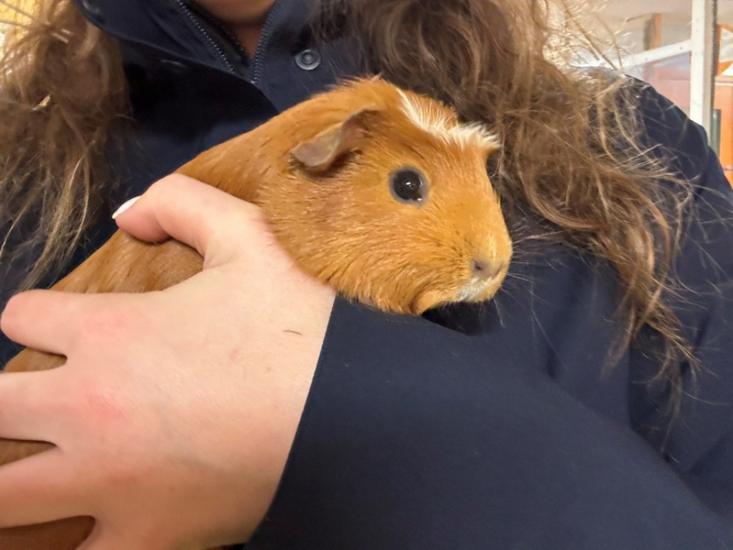 Photo #1 de Pouic pouic