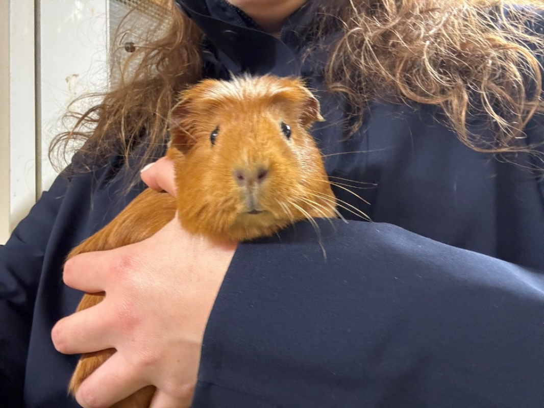 Photo #2 de Pouic pouic