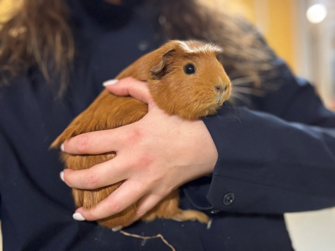 Photo #3 de Pouic pouic