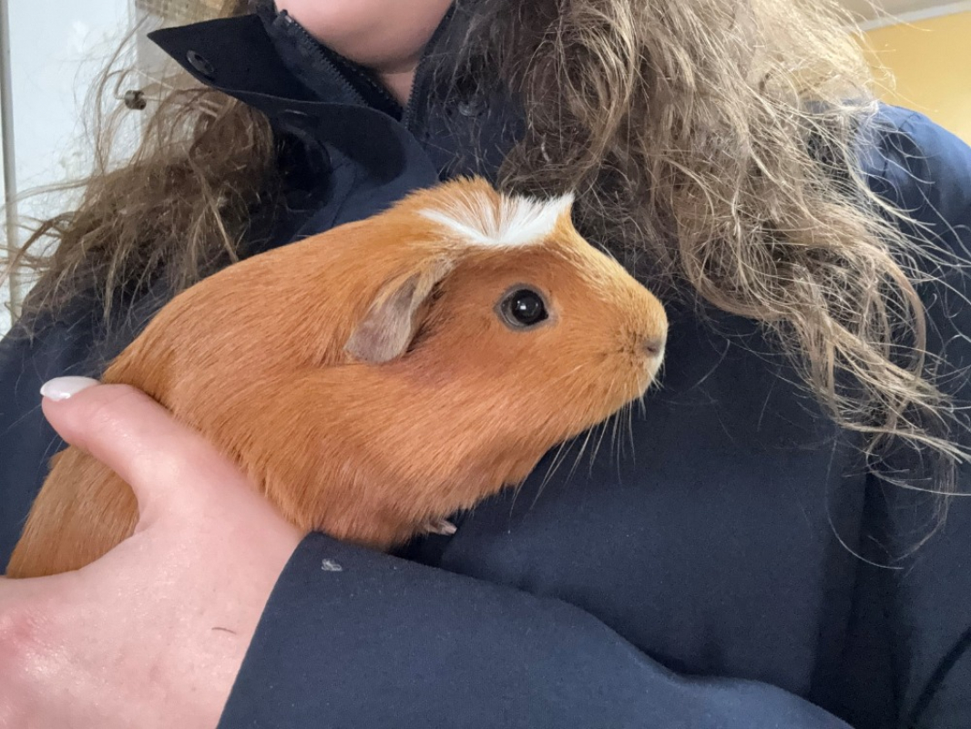 Photo #4 de Pouic pouic