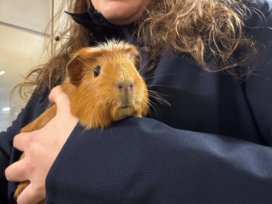 Photo #5 de Pouic pouic