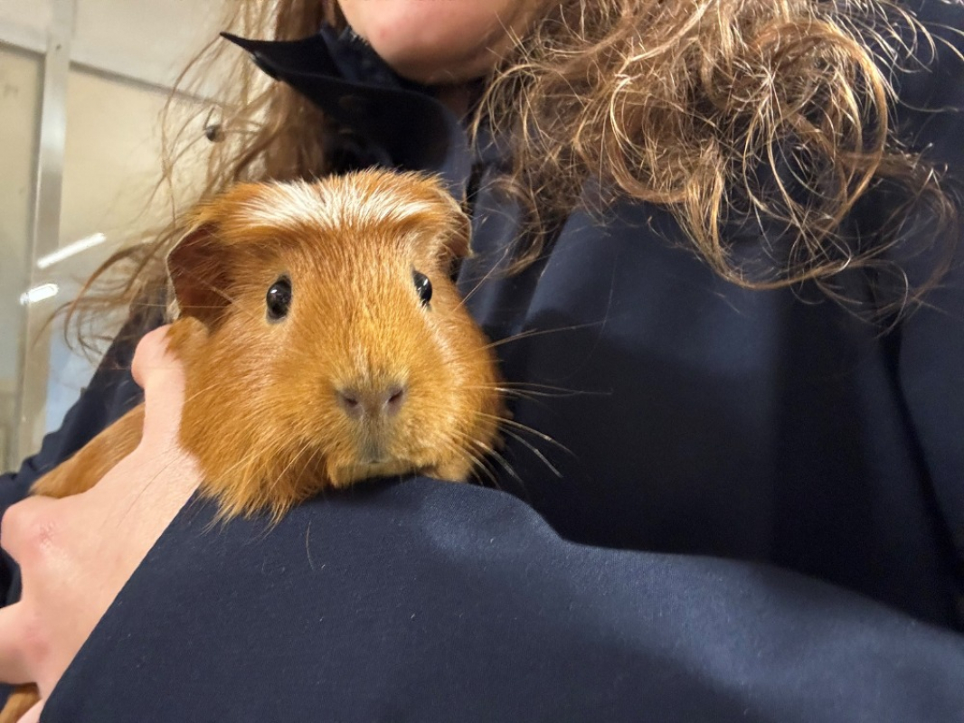 Photo #6 de Pouic pouic