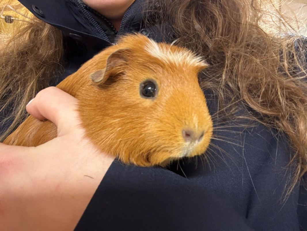 Photo #8 de Pouic pouic