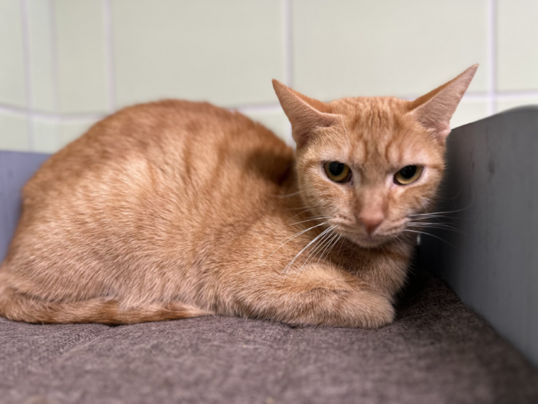 Photo #1 de Mirabelle