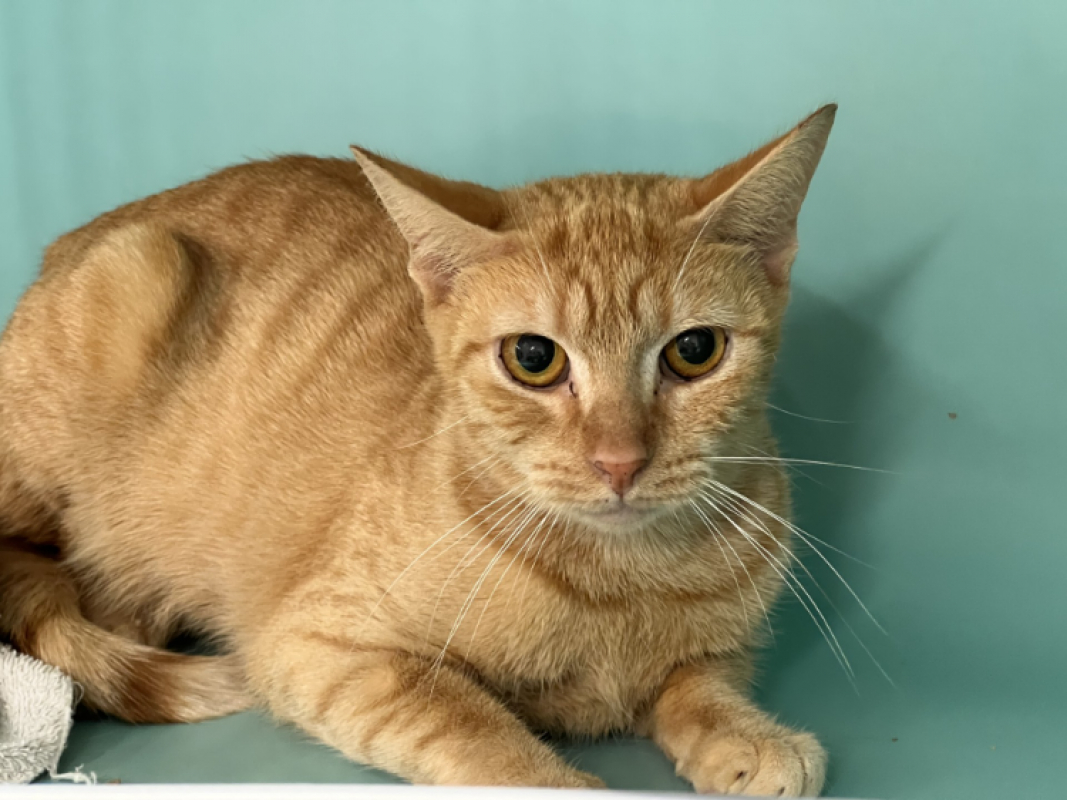 Photo #2 de Mirabelle