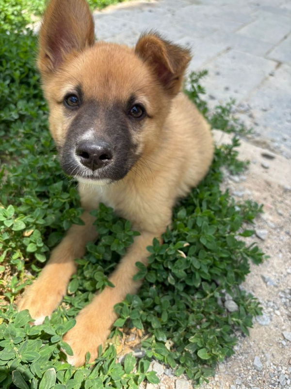 Photo de pickle