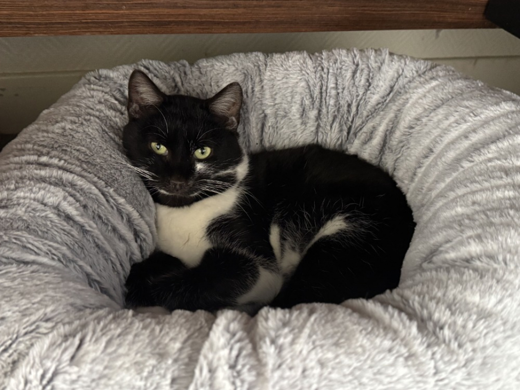 Photo #1 de Moustache