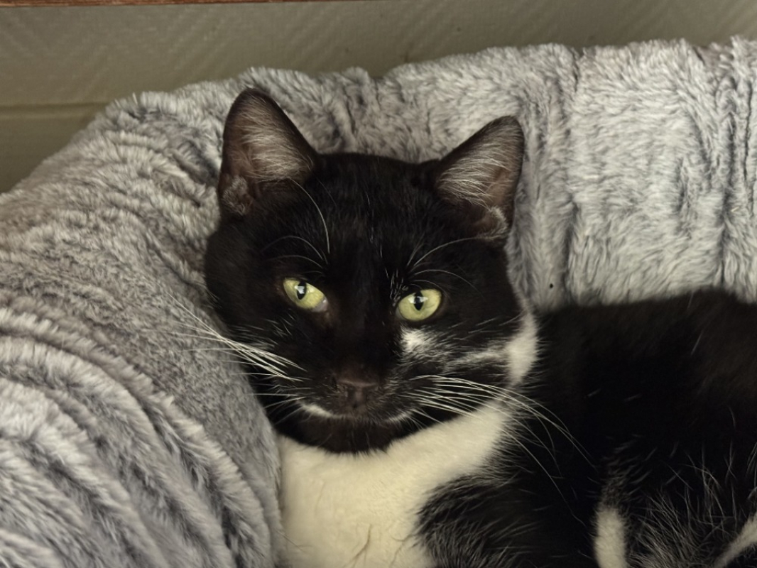 Photo #2 de Moustache