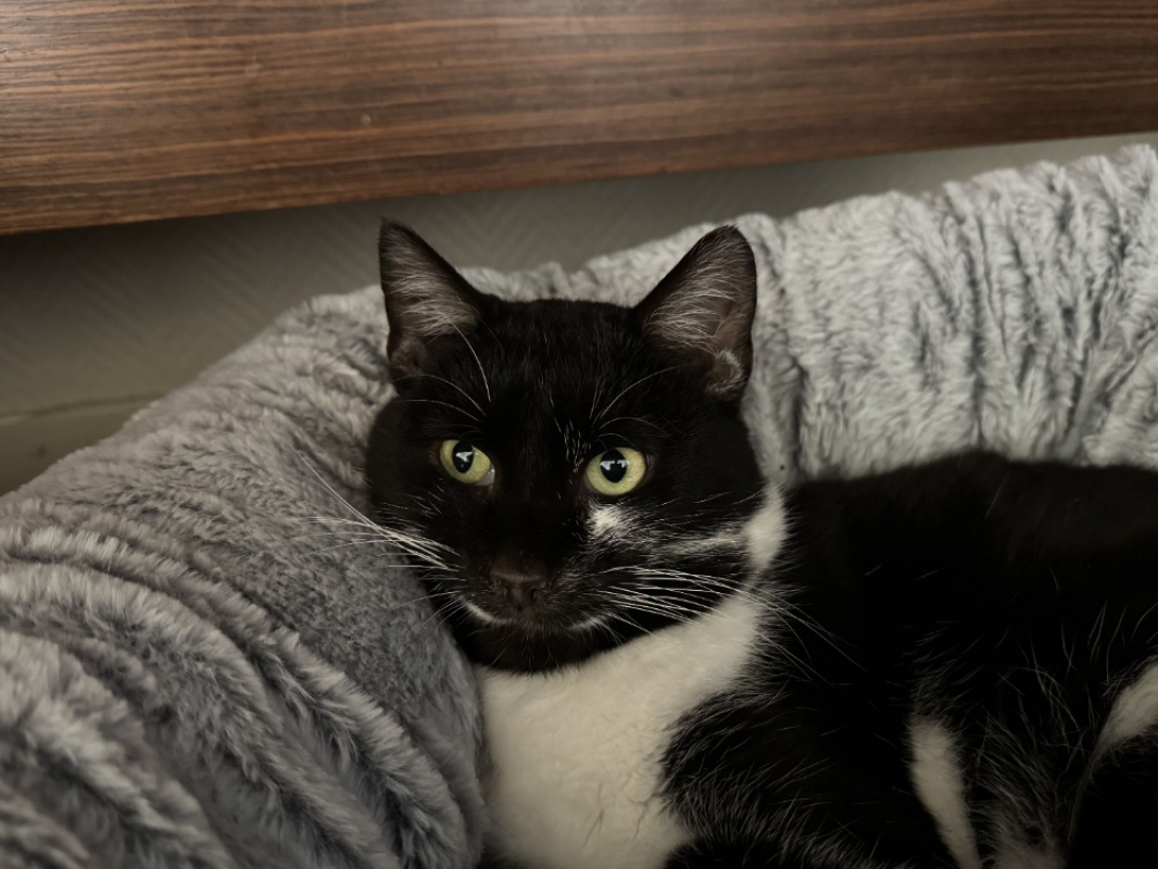 Photo #3 de Moustache