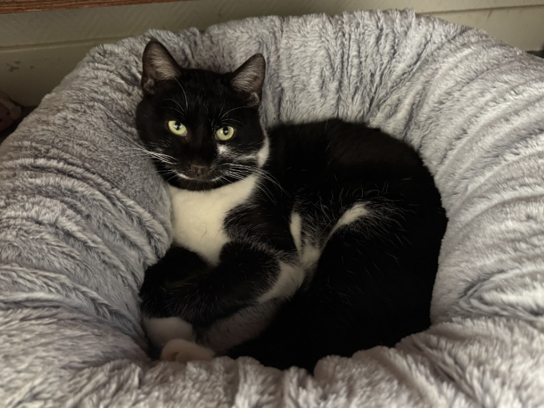 Photo #4 de Moustache