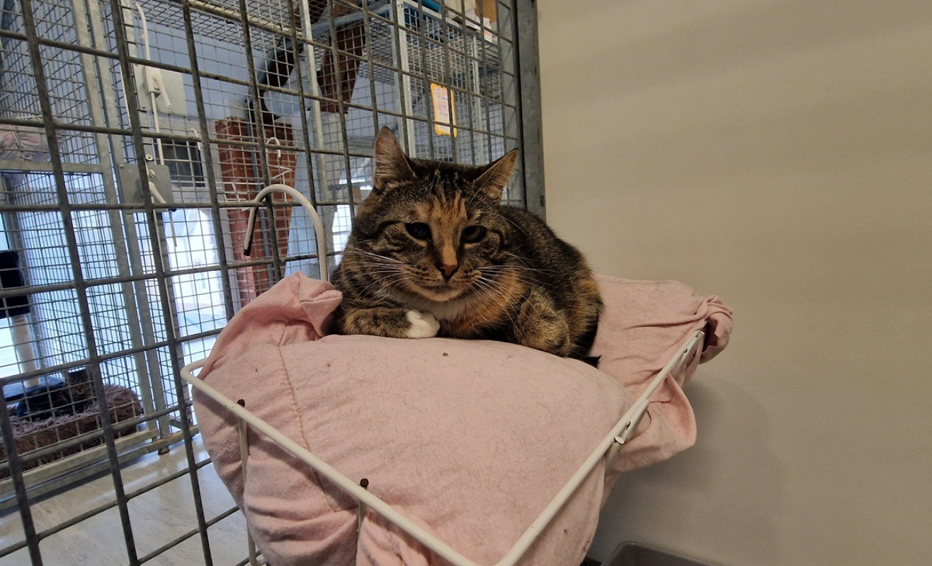 Photo de Moka dit pink