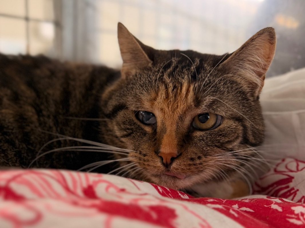 Photo #1 de Moka dit pink