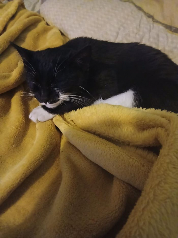 Photo #1 de Réglisse 