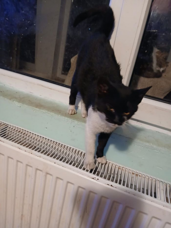 Photo #2 de Réglisse 