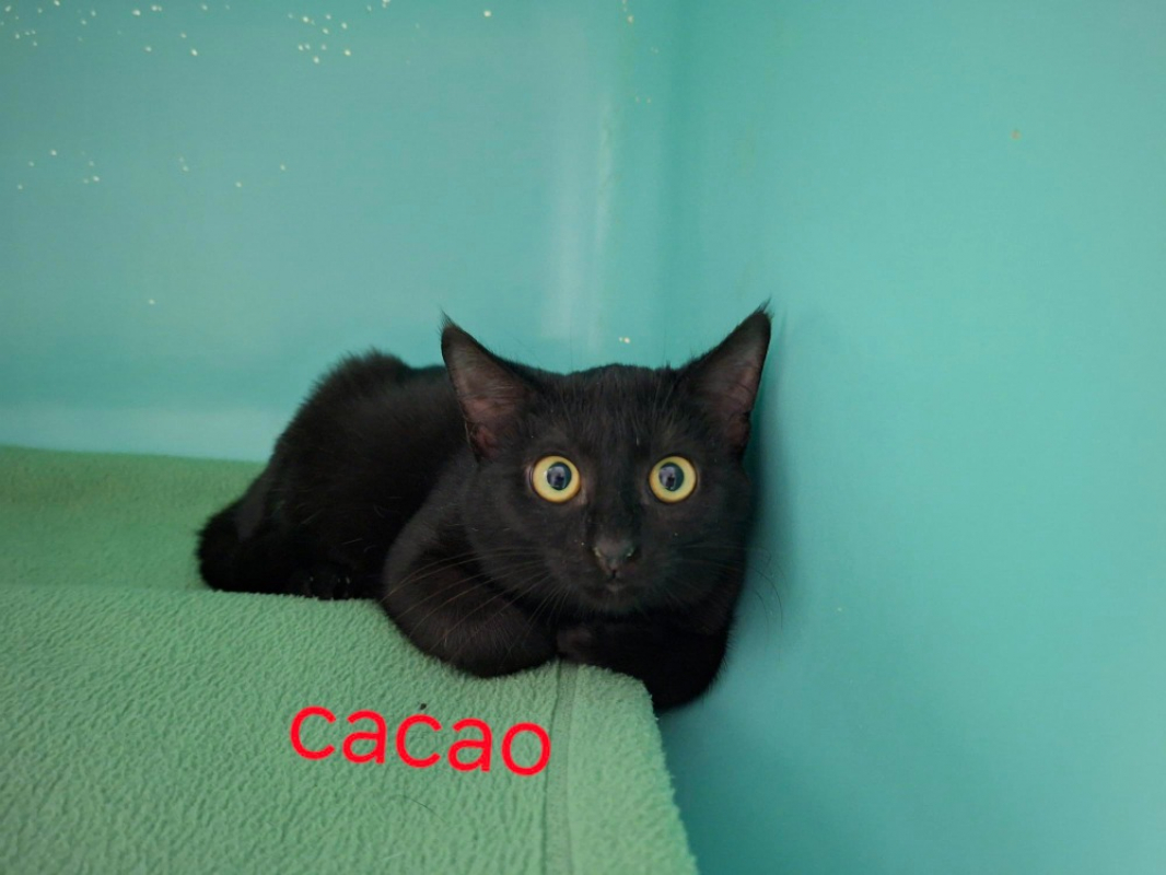 Photo de Cacao
