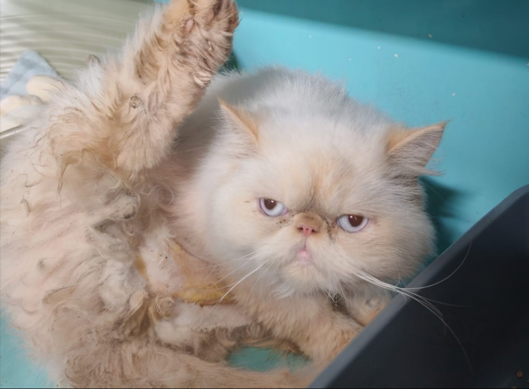 Photo de Princesse banquise