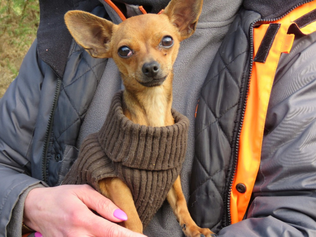 Photo #1 de Ouistiti