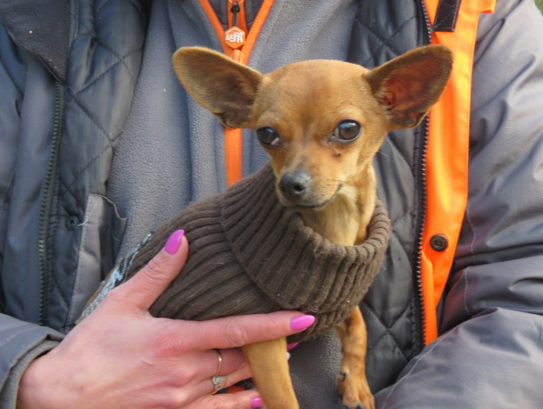 Photo #2 de Ouistiti