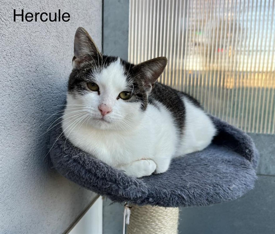 Photo #1 de Hercules