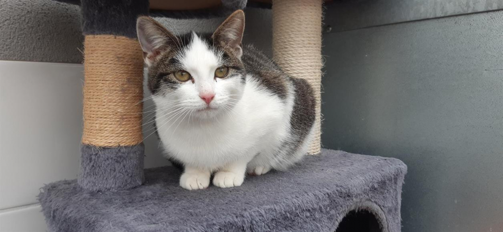 Photo #2 de Hercules