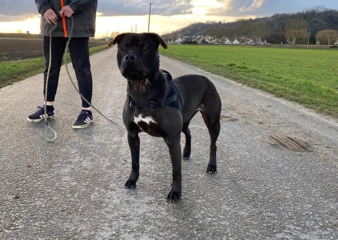 Lola - Chien à adopter