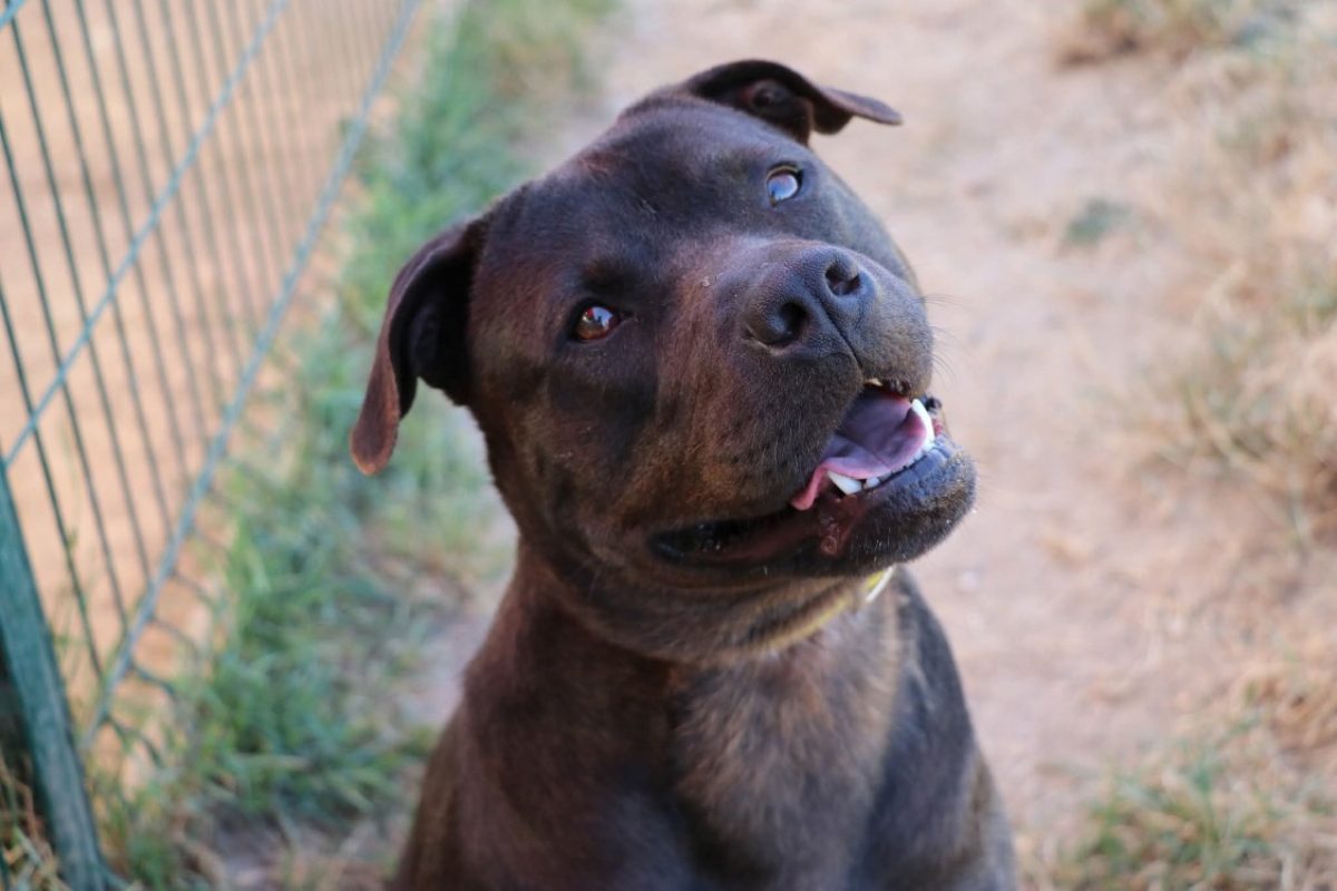 Lola - Chien à adopter