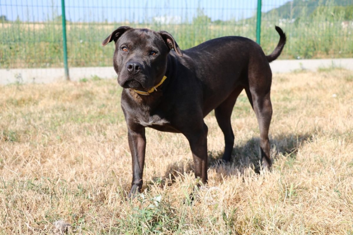 Lola - Chien à adopter - photo 2