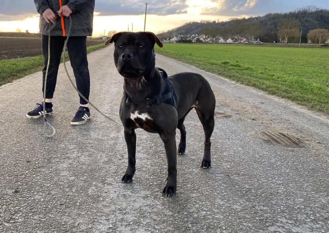 Lola - Chien à adopter - photo 5