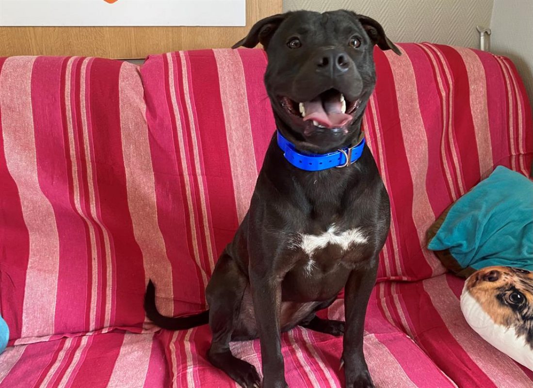 Lola - Chien à adopter - photo 7