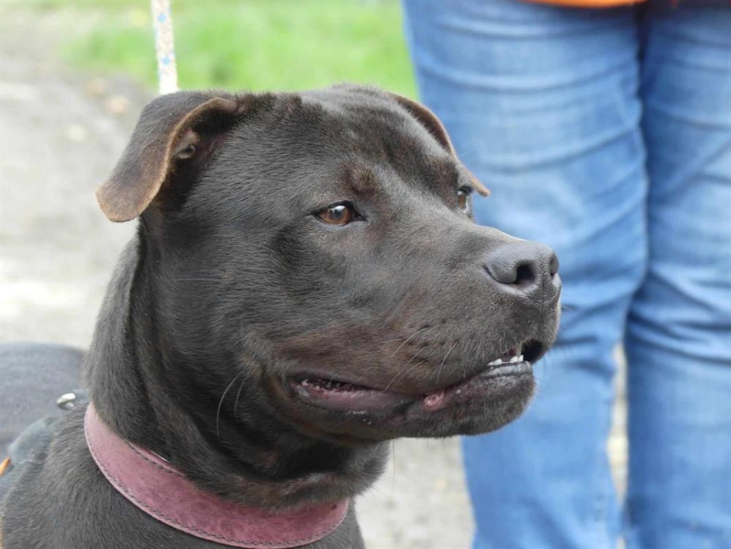 Lola - Chien à adopter - photo 8