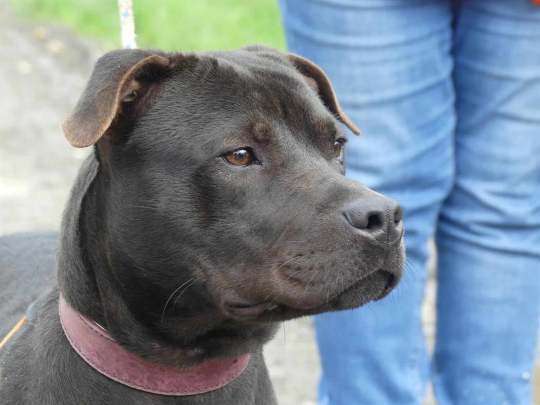 Lola - Chien à adopter - photo 10