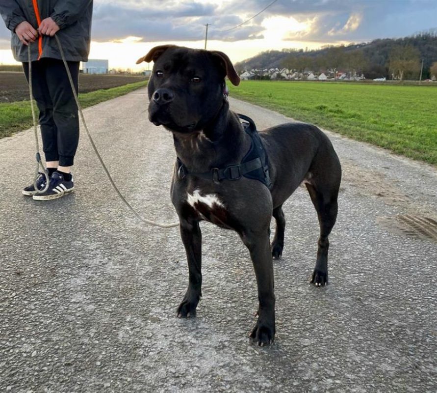 Lola - Chien à adopter - photo 11