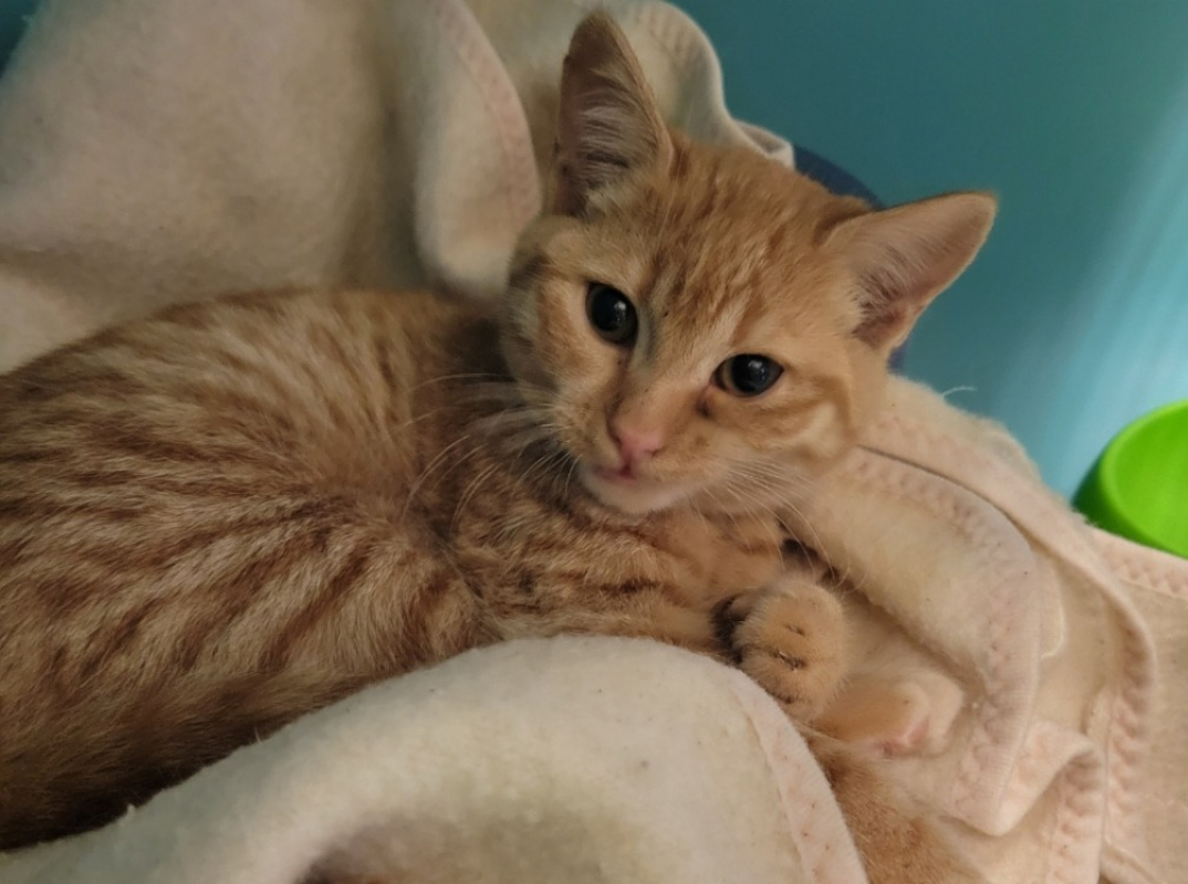 Photo de Flan aux pommes