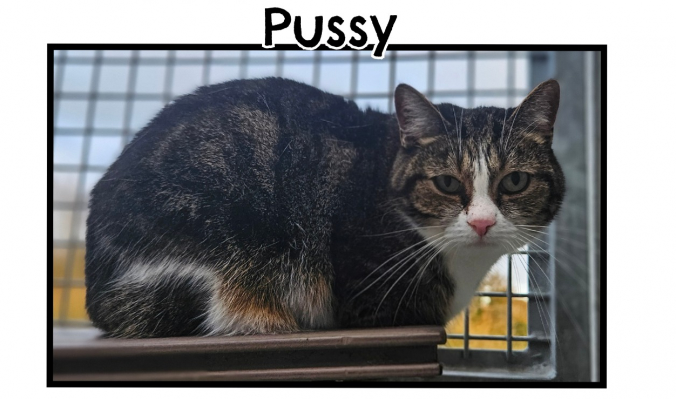 Photo de Pussy