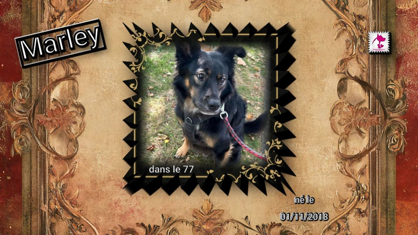 Photo de Marley