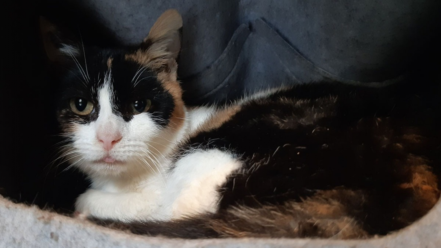 Photo #1 de Musaraigne