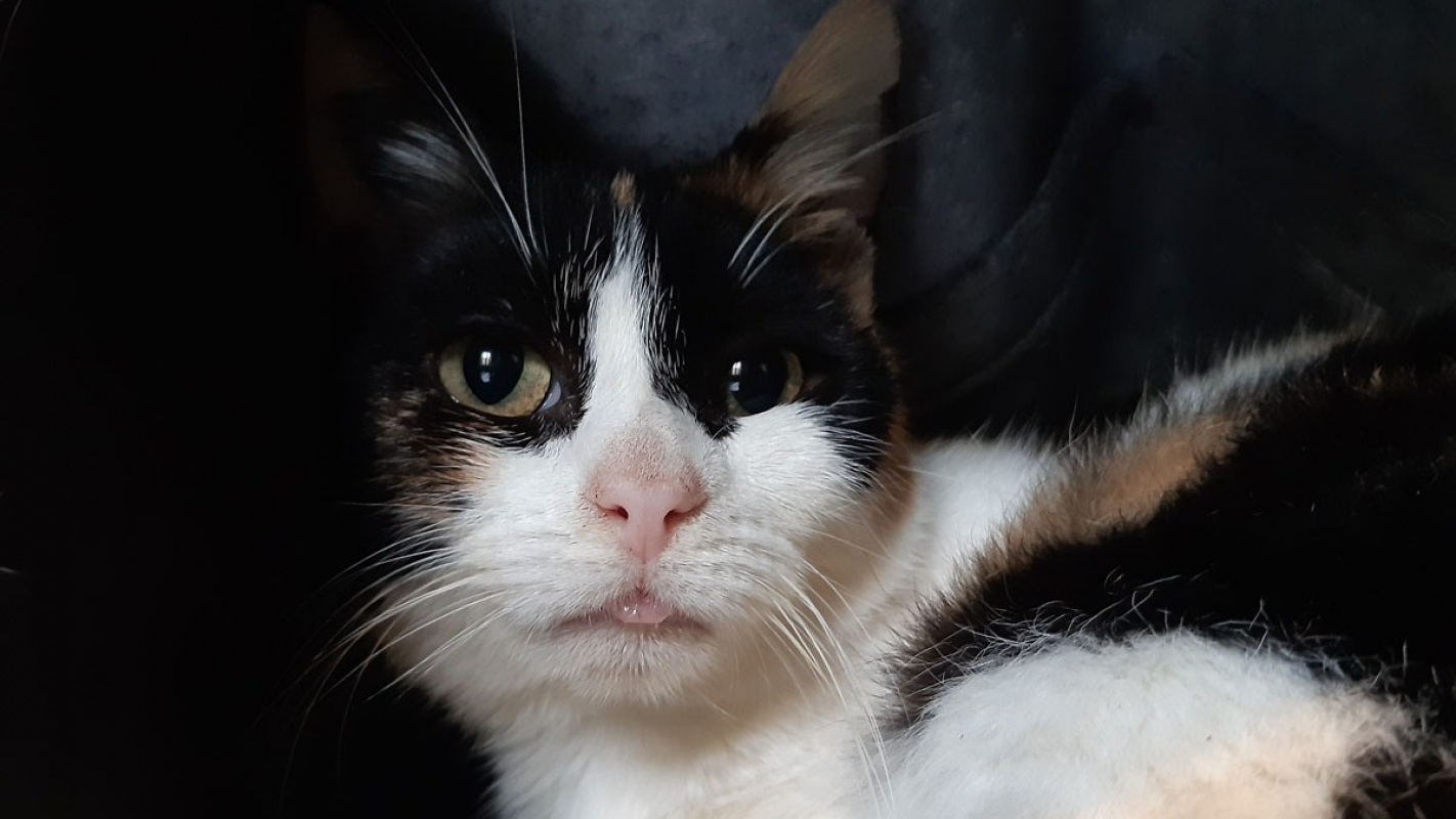 Photo #2 de Musaraigne