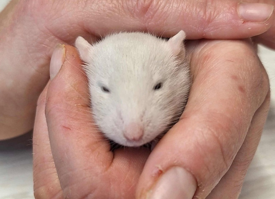 Photo #1 de Raclette