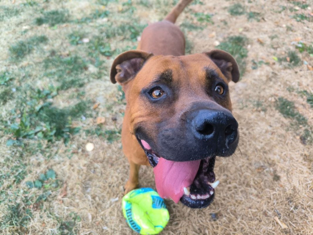Nao - Chien à adopter