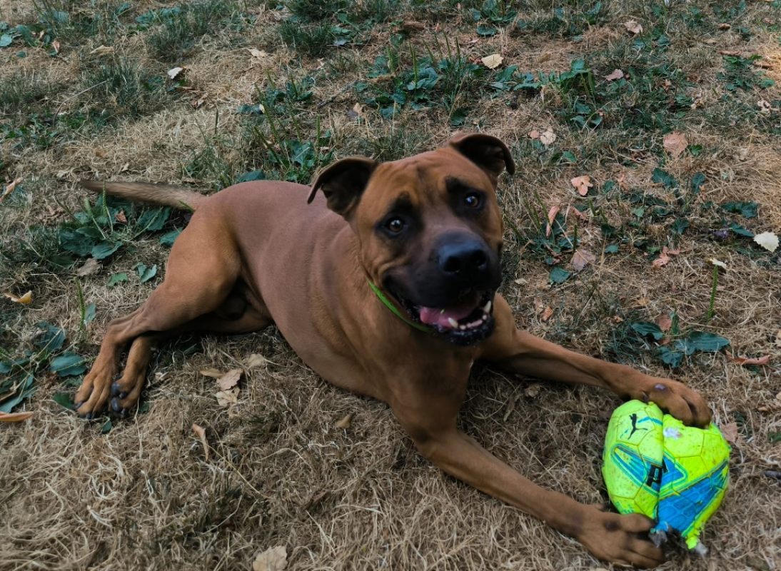 Nao - Chien à adopter - photo 2